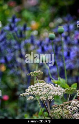 Angelica sylvestris purpurea Vicar’s Mead,Wild angelica,purple stems,eryngium blue flowers, flowers,flowerheads,umbellifer,umbellifers,garden,biennial Stock Photo