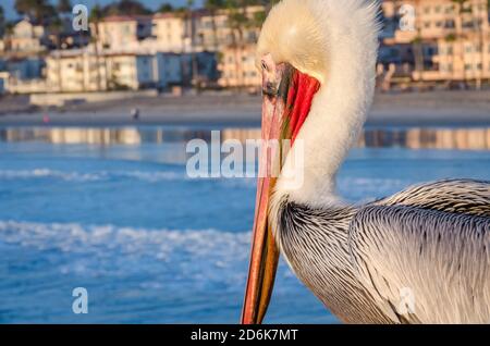Closeup of brown pelican resting on a fishing pier in Oceanside, California, USA Stock Photo