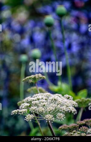 Angelica sylvestris purpurea Vicar’s Mead,Wild angelica,purple stems,eryngium blue flowers, flowers,flowerheads,umbellifer,umbellifers,garden,biennial Stock Photo