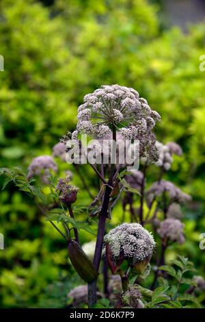 Angelica sylvestris purpurea Vicar’s Mead,Wild angelica,purple stems,purple flowers,flowerheads,umbellifer,umbellifers,garden,biennial,RM Floral Stock Photo