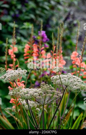 Angelica sylvestris purpurea Vicar’s Mead,Wild angelica,purple stems,watsonia peach glow,purple flowers,flowerheads,umbellifer,umbellifers,garden,bien Stock Photo