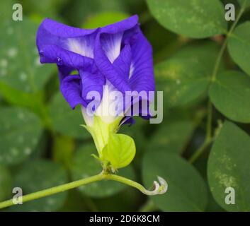 Clitoria ternatea flower,Butterfly pea purple flower Stock Photo