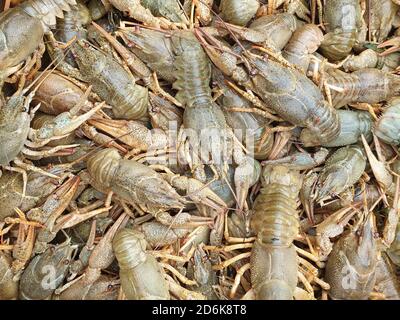 many live crawfish close-up, blank or texture Stock Photo