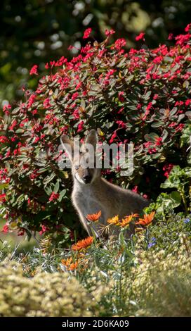 Young wild red-necked wallaby (Macropus rufogriseus) visiting a private Australian garden on Tamborine Mountain, Australia. Hiding between bushes. Stock Photo