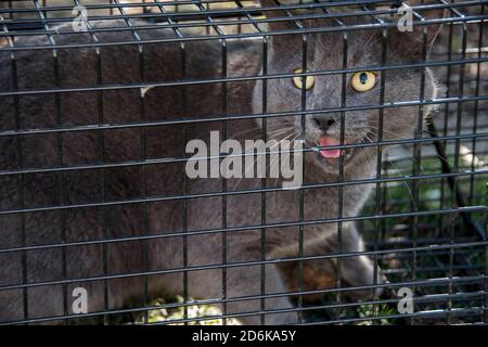 Feral cat caught in a humane cat trap prior to being neutered and