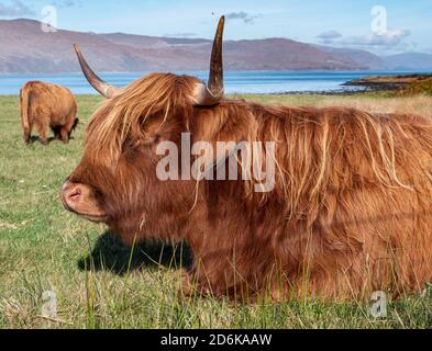 Highland cow on The Isle of Mull, Inner Hedrides, Scotland UK.