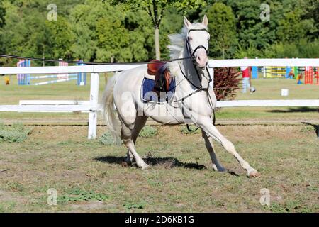 Sporting horse galloping under saddle without rider on show jumping event summertime at rural riding centre Stock Photo