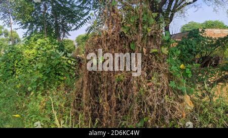 Dried creepers and leaves of a creepy tree. Stock Photo