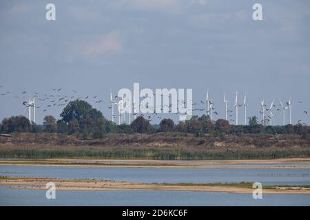A flock of Greylag Goose (Anser anser) with a wind fram in the background Stock Photo