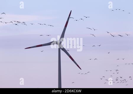 A flock of migrating Tundra Bean Goose (Anser rossicus) with a wind turbine in the background Stock Photo