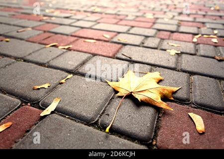 autumn weather a lonely fallen leaf on the asphalt in the city. Autumn concept. copy space Stock Photo