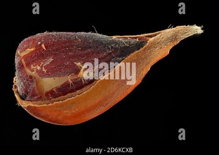 Fagus sylvatica, European beech, Rotbuche, close up, nut with seed Stock Photo