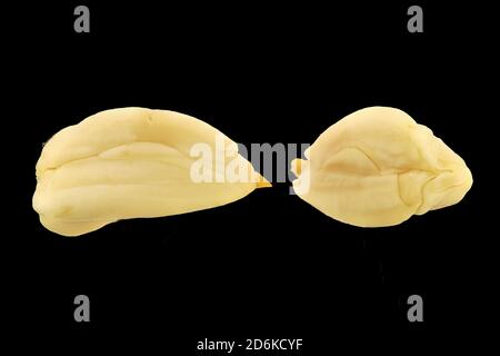 Fagus sylvatica, European beech, Rotbuche, close up, seeds Stock Photo