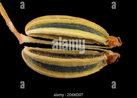 Foeniculum vulgare, Fennel, Fenchel, close up, seed (fruit), seed 5-9 mm long Stock Photo