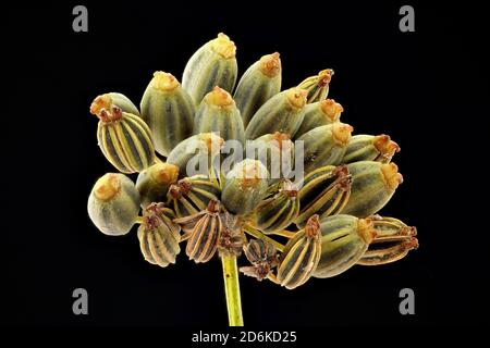 Foeniculum vulgare, Fennel, Fenchel, close up, seeds (fruits), umbel, seed 5-9 mm long Stock Photo