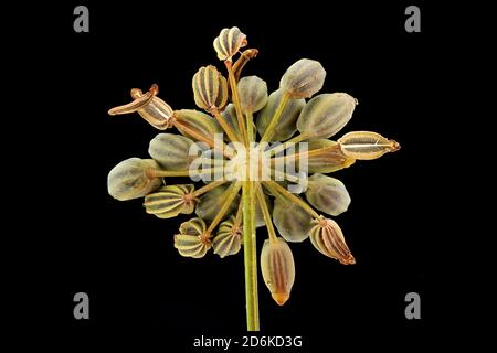 Foeniculum vulgare, Fennel, Fenchel, close up, seeds (fruits), umbel, seed 5-9 mm long Stock Photo