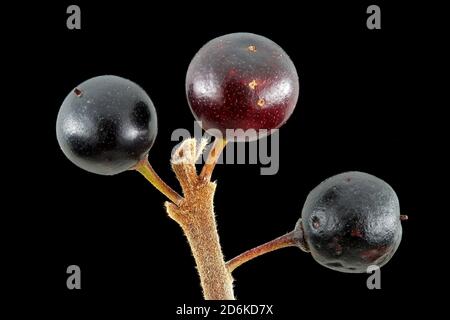 Frangula alnus, Alder buckthorn, Faulbaum, close up, fruits Stock Photo