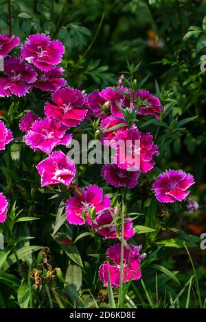 Pink Dianthus Chinensis or China Pink flowers in a garden. The background is full of green leaves Stock Photo