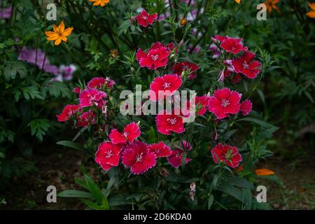 Red Dianthus Chinensis or China Pink flowers in a garden. The background is full of green leaves Stock Photo
