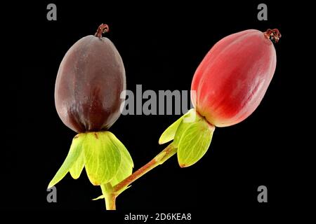 Hypericum androsaemum, Tutsan, Blut-Johanniskraut, close up, fruits Stock Photo
