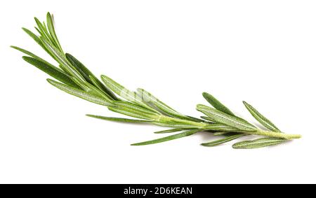 Rosmarin closeup isolated on white background, closeup Stock Photo