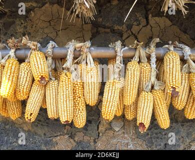 Bunches of sweet corn cobs hang to dry outdoors Stock Photo
