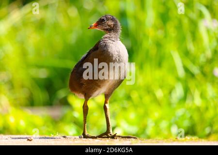 Young common moorhen chick, gallinula chloropus in frontal view standing in front of blurry green grasses in the bright sun and looking back Stock Photo