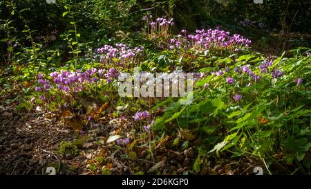 Cyclamen coum Flowering Under Tree Stock Photo