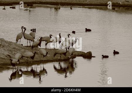 A flock of demoiselle cranes drinking water in a lake near Jodhpur IN Rajasthan India Stock Photo