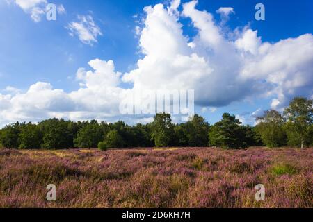 Picturesque heath landscape with purple heather flowers (Calluna vulgaris) blooming in August Stock Photo