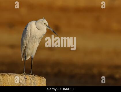A side portrait of a egret or little egret standing with the evening winter sun falling on it at Rajasthan in India