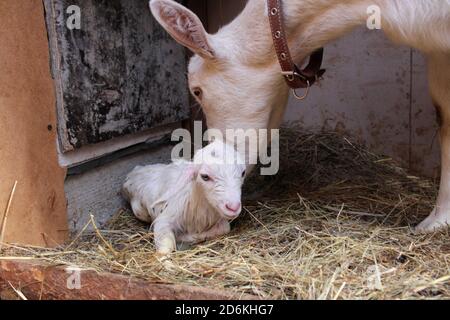 white goat with a little kid baby animals on the farm Stock Photo