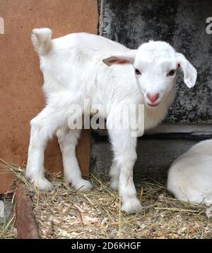 white goat with a little kid baby animals on the farm Stock Photo