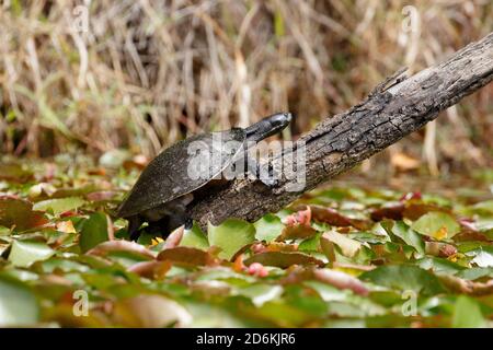 Macquarie River Turtle (Emydura macquarii) basking on log beside Enoggera Reservoir in D'Aguilar National Park, Queensland, Australia Stock Photo