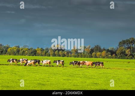 Close Up Of A Group Of Cows At Abcoude The Netherlands 12-10-2020 Stock Photo