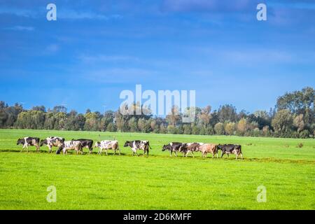 Close Up Of A Group Of Cows At Abcoude The Netherlands 12-10-2020 Stock Photo