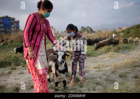 October 18, 2020, Bhaktapur, Nepal: A girl observes a mountain goat brought for sale during Dashain festival in Bhaktapur, Nepal on Sunday, October 18, 2020. (Credit Image: © Skanda Gautam/ZUMA Wire) Stock Photo