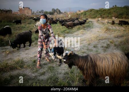 October 18, 2020, Bhaktapur, Nepal: A girl observes a mountain goat brought for sale during Dashain festival in Bhaktapur, Nepal on Sunday, October 18, 2020. (Credit Image: © Skanda Gautam/ZUMA Wire) Stock Photo