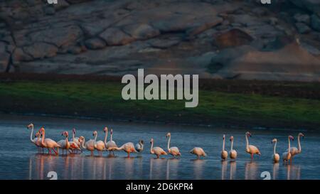 Lesser flamingos bathing their beautiful pink colour in the cool morning glow of sun in a lake in a place called Jawai in Rajasthan, India Stock Photo