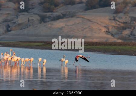 A lesser flamingo running in water to take off in the morning glow of sun in a lake at a place called Jawai in Rajasthan India Stock Photo
