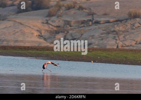 A lesser flamingo running in water to take off in the morning glow of sun in a lake at a place called Jawai in Rajasthan Stock Photo