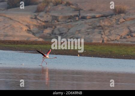 A lesser flamingo running in water to take off in the morning glow of sun in a lake at a place called Jawai in Rajasthan India Stock Photo