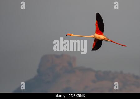 A lesser flamingo in flight with its complete wing span open with beautiful colours at Jawai, Rajasthan India Stock Photo