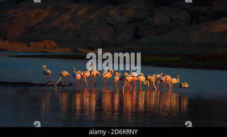 Lesser flamingos bathing their beautiful pink colour in the cool morning glow of sun in a lake in a place called Jawai in Rajasthan, India Stock Photo