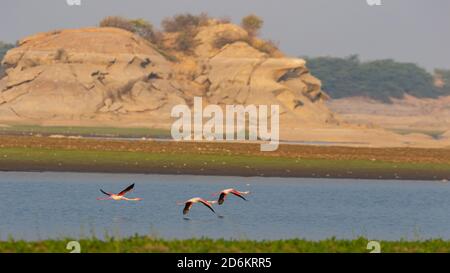 A flock of lesser flamingo in flight with their complete wing span open with beautiful colours at Jawai, Rajasthan India Stock Photo