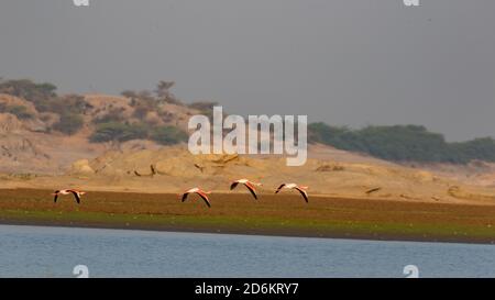 A flock of lesser flamingo in flight with their complete wing span open with beautiful colours at Jawai, Rajasthan India Stock Photo