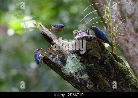 Velvet-fronted Nuthatch (Sitta frontalis) Stock Photo