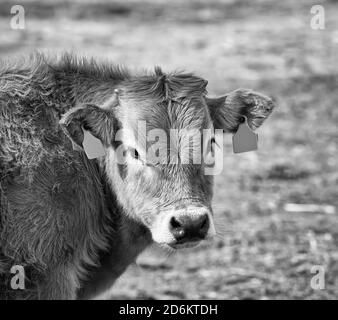 closeup of the head of a Spanish brown calf in the field in a meadow.Black and white photograpy Stock Photo