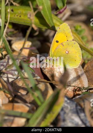 Clouded yellow Colias croceus butterfly summer migrant dark bordered yellow upperwings female yellow underwings with dark markings and green eyes Stock Photo
