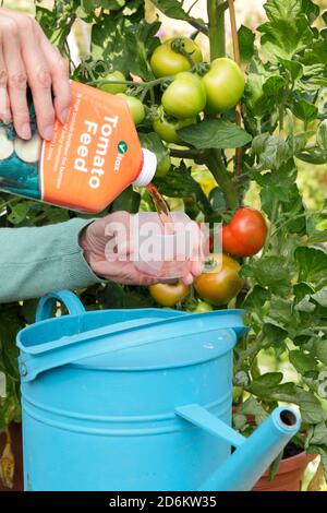 Feeding tomato plants. Woman adding tomato feed to watering to aid strong growth and fruiting, of Money maker tomato plants. UK Stock Photo